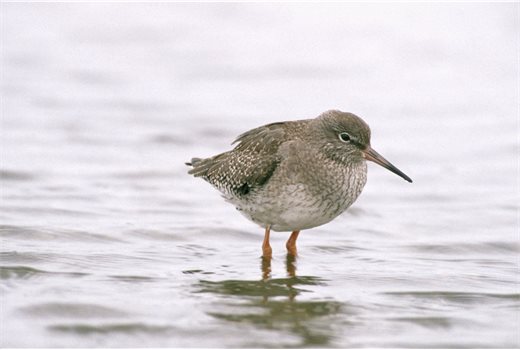 DDC supports new wetland -Redshank &amp;#169; Andy Hay (rspb-images.com)