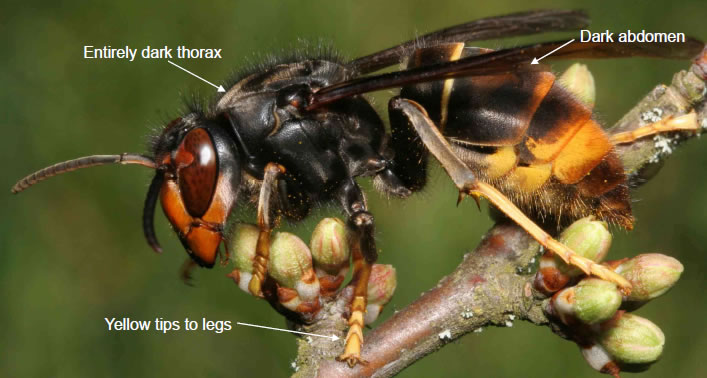 Asian Hornet diagram, showing defining features of the asian hornet over other insects which it may appear similarly
