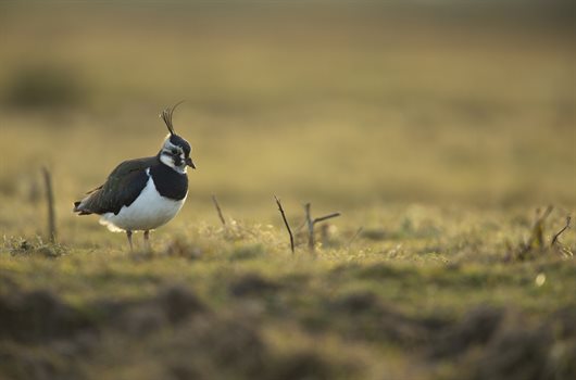 DDC supports new wetland - Lapwing © Ben Andrew (rspb-images.com)