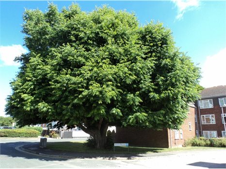 Have your say on extending the Dour Street Conservation Area