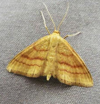 Bright Wave Moth