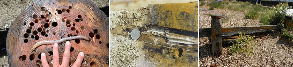 Timber header. Woodworm holes in a tree stump, 20p peice in wood erosion, groyne on beach