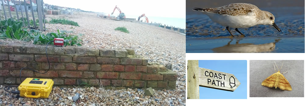 brick wall, Bird foraging along the coastline, coast path sign, Bright Wave Moth