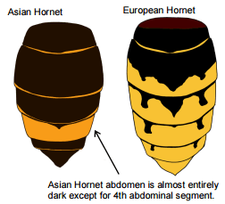 Side by side asian and european hornets showing the asiam hornet is almost complely dark where the european hornet is significantly yellow