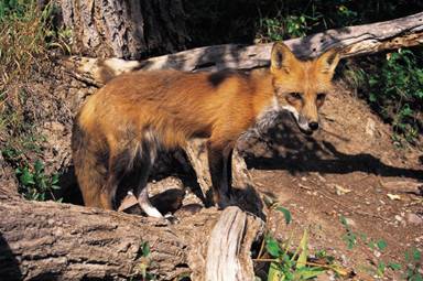 How to trap a fox in a cage humanely - Fox Repellent Expert