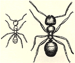 Side by side comparison of the Pharaoh's Ant which is much smaller than the Garden Ant