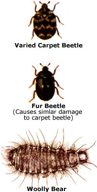 common carpet beetles; Varied Carpet Beetle, fur beetle, wooly bear