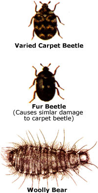 Carpet Beetles