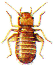 booklouse