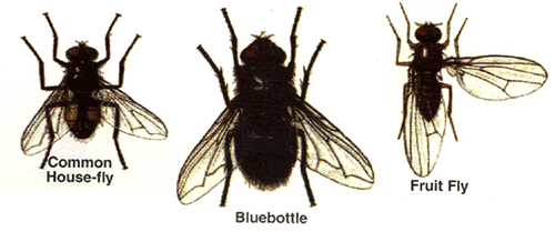 flies: Common Housefly, Bluebottle, Fruit Fly