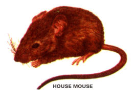 House mouse