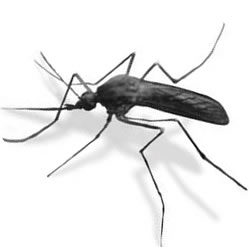 mosquito