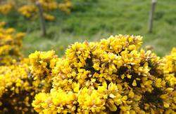 coastal flowers